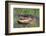 Alligator-DLILLC-Framed Photographic Print