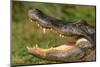 Alligator-DLILLC-Mounted Photographic Print