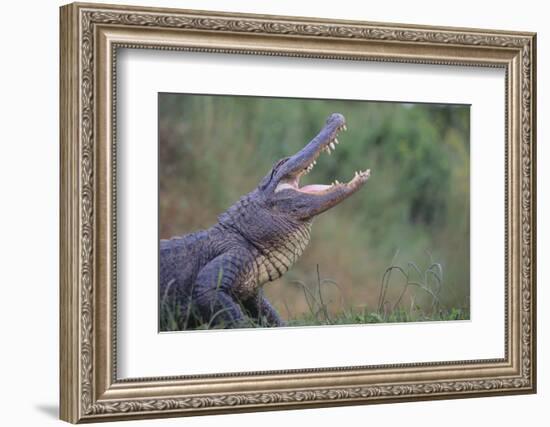 Alligator-DLILLC-Framed Photographic Print