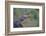 Alligator-DLILLC-Framed Photographic Print