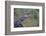 Alligator-DLILLC-Framed Photographic Print