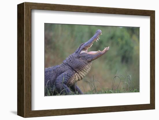 Alligator-DLILLC-Framed Photographic Print