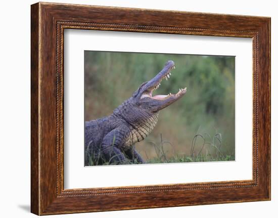 Alligator-DLILLC-Framed Photographic Print