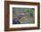 Alligator-DLILLC-Framed Photographic Print