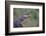 Alligator-DLILLC-Framed Photographic Print