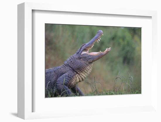 Alligator-DLILLC-Framed Photographic Print