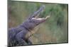 Alligator-DLILLC-Mounted Photographic Print