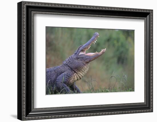 Alligator-DLILLC-Framed Photographic Print