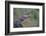 Alligator-DLILLC-Framed Photographic Print