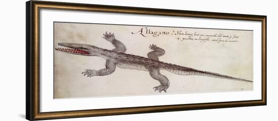 Alligator-John White-Framed Giclee Print