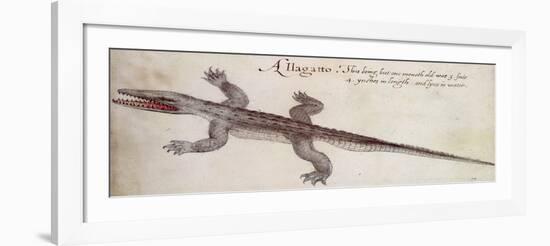 Alligator-John White-Framed Giclee Print