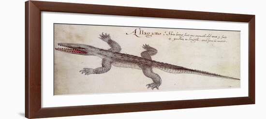 Alligator-John White-Framed Giclee Print