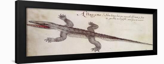 Alligator-John White-Framed Giclee Print