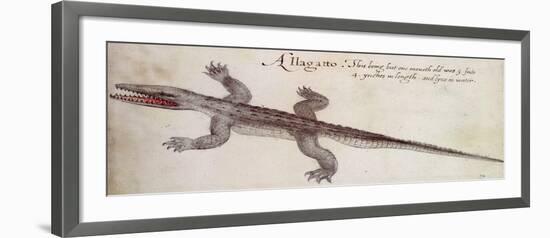 Alligator-John White-Framed Giclee Print