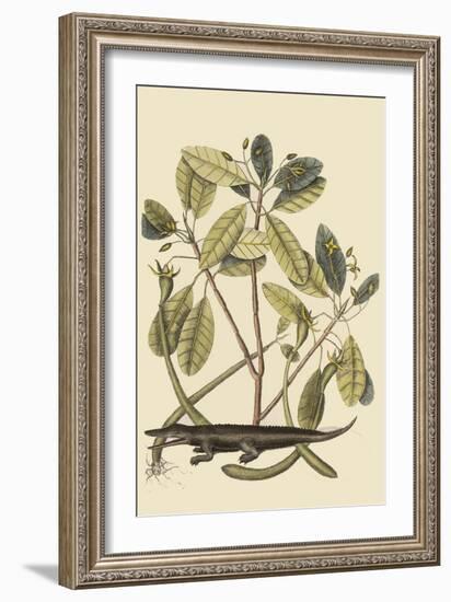 Alligator-Mark Catesby-Framed Art Print