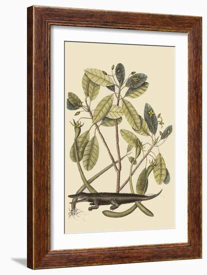 Alligator-Mark Catesby-Framed Art Print