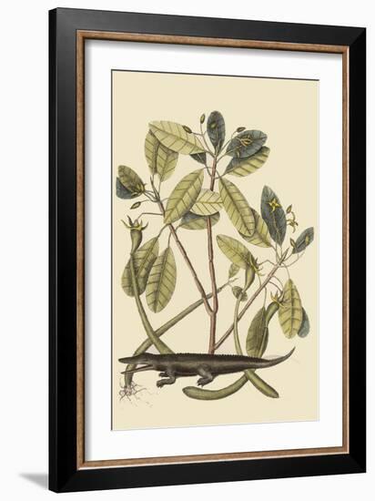 Alligator-Mark Catesby-Framed Art Print