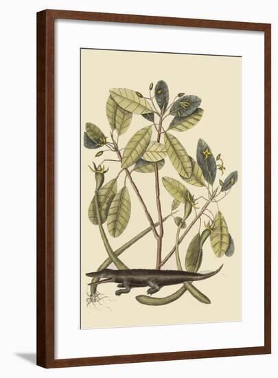 Alligator-Mark Catesby-Framed Art Print