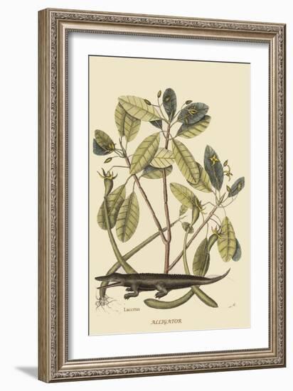 Alligator-Mark Catesby-Framed Art Print