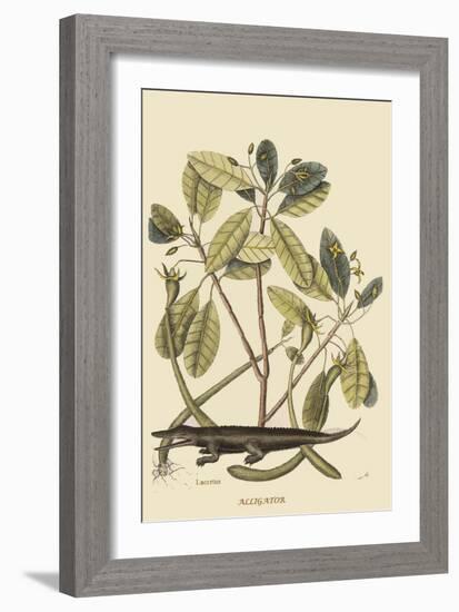 Alligator-Mark Catesby-Framed Art Print