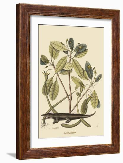 Alligator-Mark Catesby-Framed Art Print