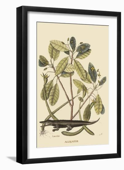 Alligator-Mark Catesby-Framed Art Print