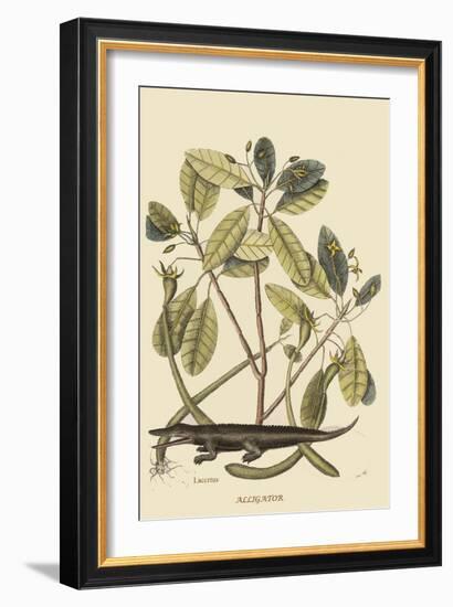 Alligator-Mark Catesby-Framed Art Print