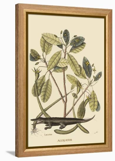 Alligator-Mark Catesby-Framed Stretched Canvas