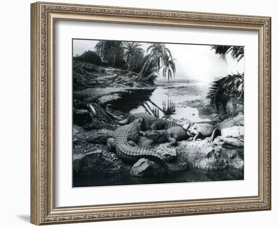 Alligators, in a Panorama Setting, at London Zoo, 1928-Frederick William Bond-Framed Photographic Print