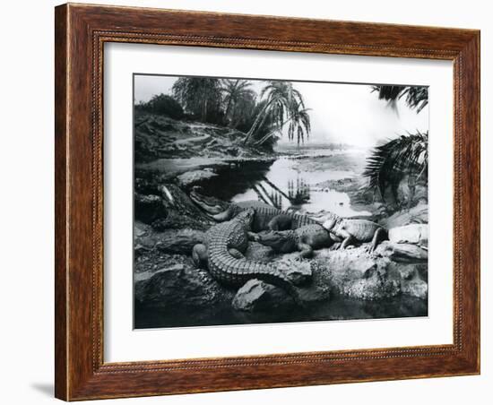 Alligators, in a Panorama Setting, at London Zoo, 1928-Frederick William Bond-Framed Photographic Print