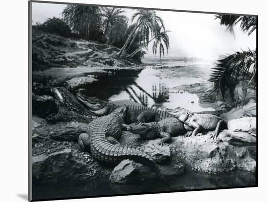Alligators, in a Panorama Setting, at London Zoo, 1928-Frederick William Bond-Mounted Photographic Print