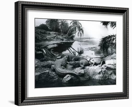 Alligators, in a Panorama Setting, at London Zoo, 1928-Frederick William Bond-Framed Photographic Print