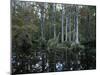 Alligators in Swamp Waters at Babcock Wilderness Ranch Near Fort Myers, Florida, USA-Fraser Hall-Mounted Photographic Print