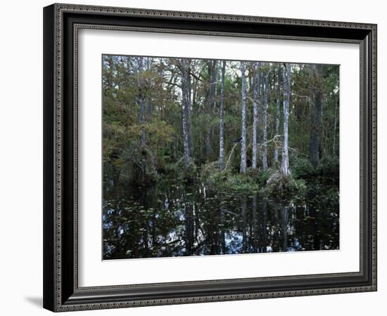 Alligators in Swamp Waters at Babcock Wilderness Ranch Near Fort Myers, Florida, USA-Fraser Hall-Framed Photographic Print