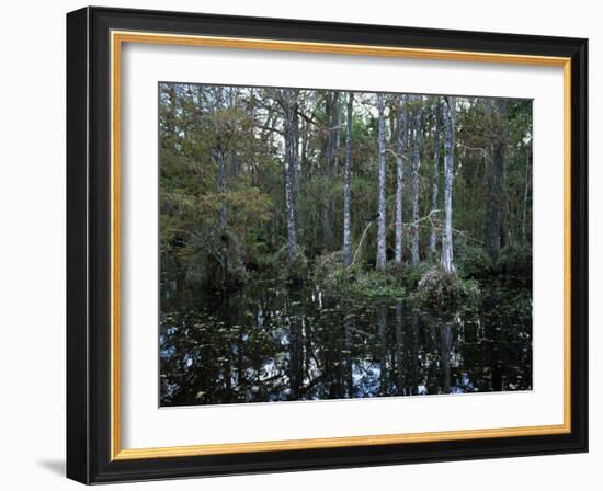 Alligators in Swamp Waters at Babcock Wilderness Ranch Near Fort Myers, Florida, USA-Fraser Hall-Framed Photographic Print