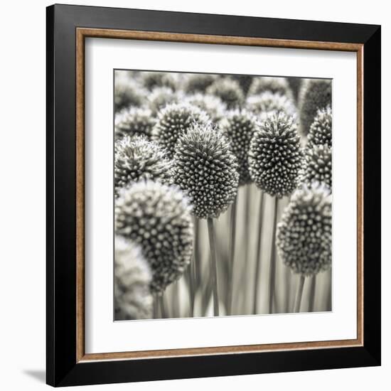 Allium Assemblage-Assaf Frank-Framed Giclee Print