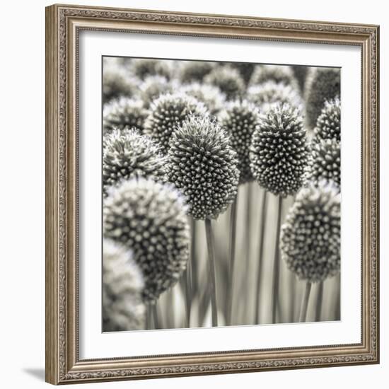 Allium Assemblage-Assaf Frank-Framed Giclee Print