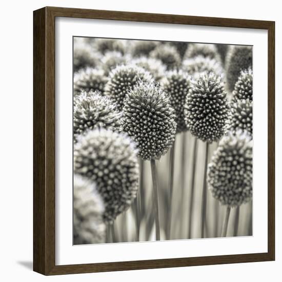 Allium Assemblage-Assaf Frank-Framed Giclee Print