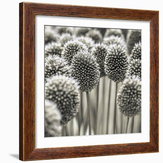 Allium Assemblage-Assaf Frank-Framed Giclee Print