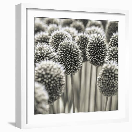 Allium Assemblage-Assaf Frank-Framed Giclee Print