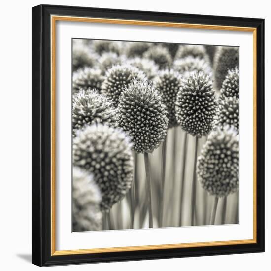 Allium Assemblage-Assaf Frank-Framed Giclee Print