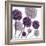 Allium Fernandez, 2004-Sarah Hough-Framed Giclee Print