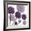 Allium Fernandez, 2004-Sarah Hough-Framed Giclee Print