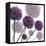 Allium Fernandez, 2004-Sarah Hough-Framed Premier Image Canvas