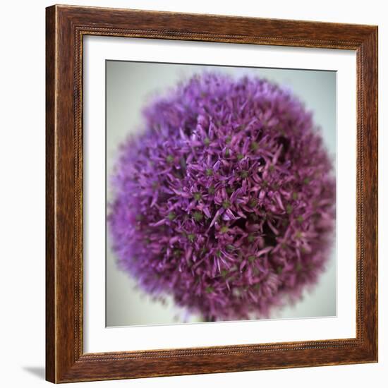 Allium Flower (Allium Sp.)-Cristina-Framed Premium Photographic Print