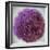 Allium Flower (Allium Sp.)-Cristina-Framed Premium Photographic Print