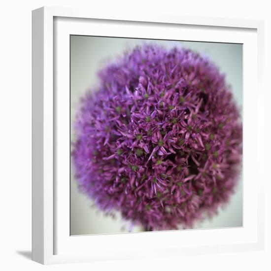 Allium Flower (Allium Sp.)-Cristina-Framed Premium Photographic Print