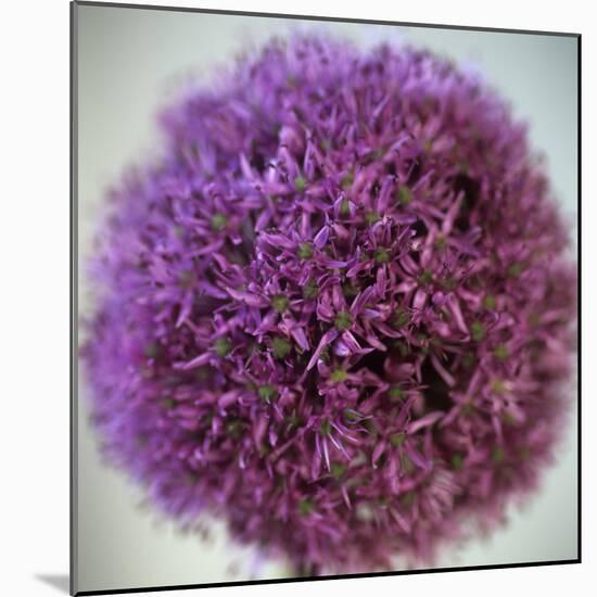 Allium Flower (Allium Sp.)-Cristina-Mounted Premium Photographic Print