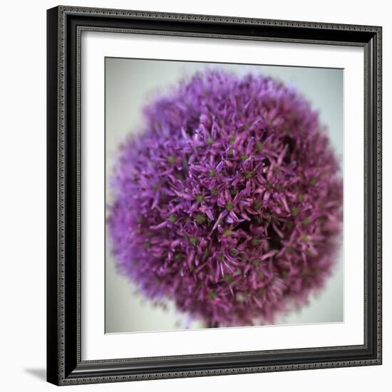 Allium Flower (Allium Sp.)-Cristina-Framed Premium Photographic Print