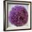 Allium Flower (Allium Sp.)-Cristina-Framed Premium Photographic Print